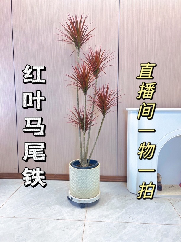 【七彩铁】千年木盆栽简单好养易成活室内除甲醛红叶马尾铁一物一拍商品图