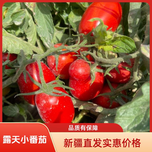  正宗新疆酱番茄仙女果新疆源产地现摘直发5斤包邮商品图