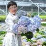 海蒂的花园大花绣球1加仑盆栽重瓣粉色耐阴庭院花园阳台植物商品图