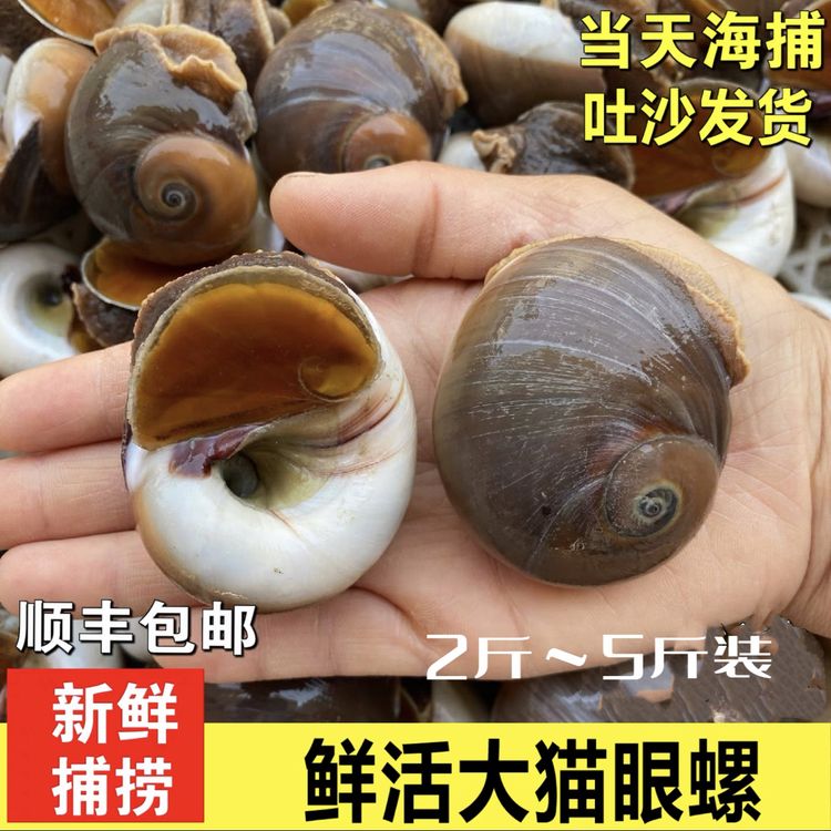连云港发货 新鲜海捕猫眼螺2斤-6斤鲜活发货(只保鲜不保活商品图