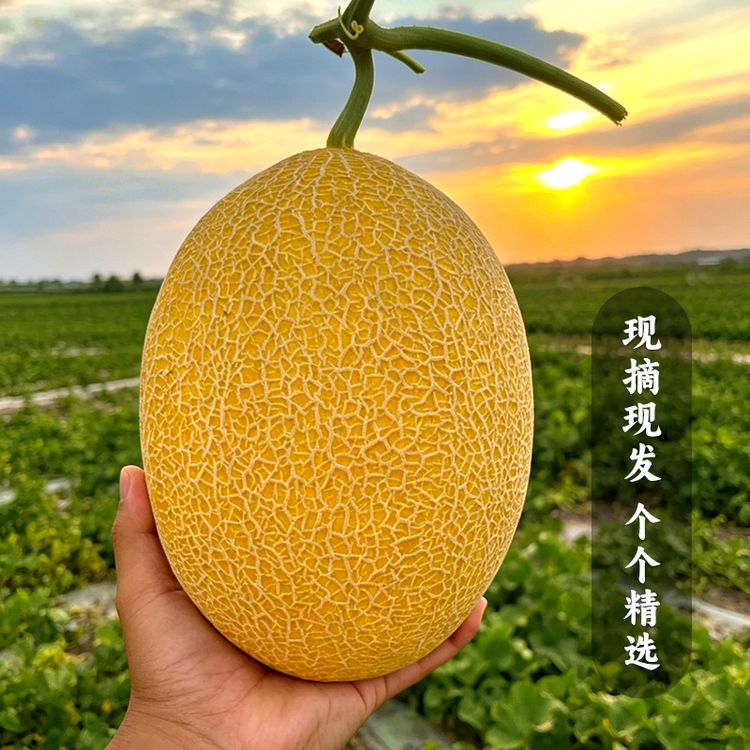 【新疆直发】正宗新疆吐鲁番金色年华哈密瓜甜脆多汁当季新鲜水果商品图
