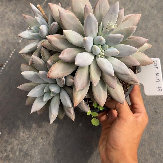 一物一拍超胖体彩体哥特33商品图