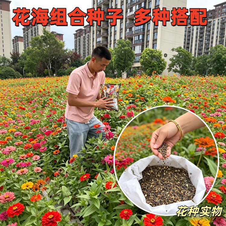 耐寒耐热野花组合花种子北方南方室外内花海打造四季播种开花春播商品图