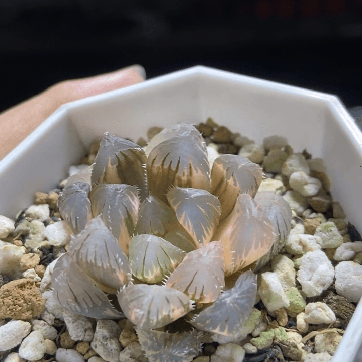 极上斑北极星锦一物一拍商品图