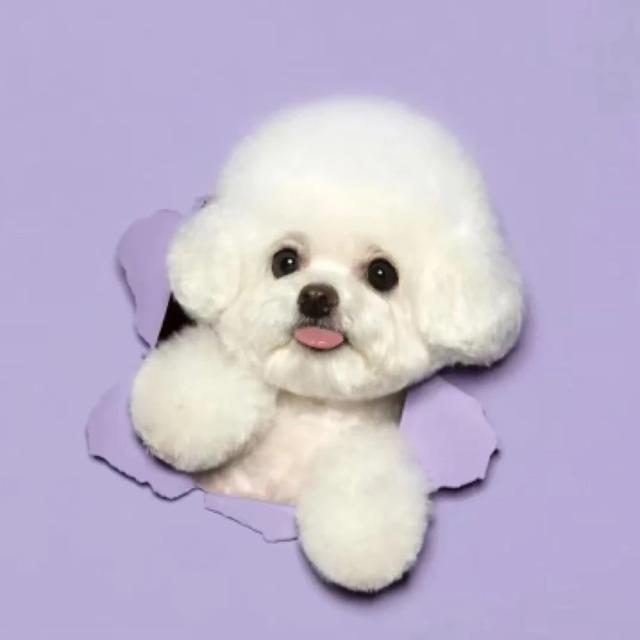 （康康家）宠物活体多品种小型犬狗狗商品图