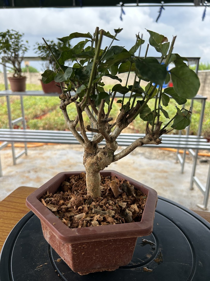 广西横州茉莉花一物一拍商品图