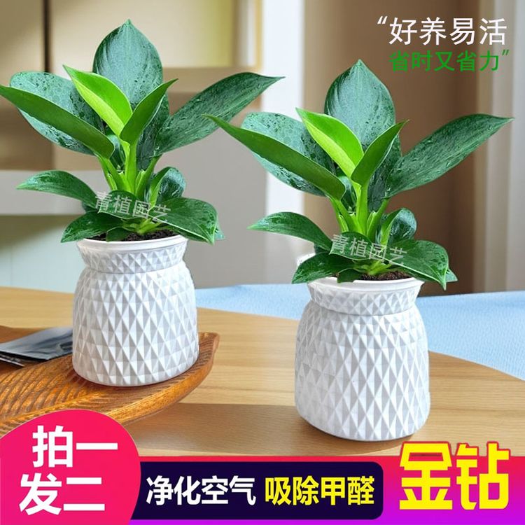 【买一送一】金钻绿公主客厅美观室内绿植土培盆栽四季常青商品图