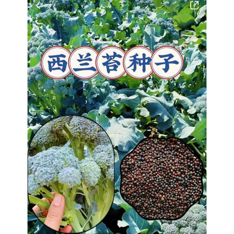 【西兰苔种子】阳台花盆小院盆栽地栽家庭种植T旺商品图