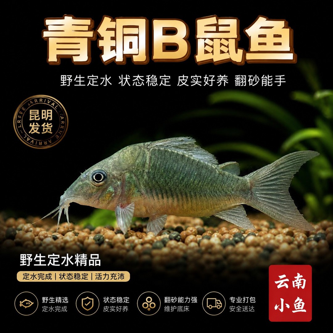 精品青铜B鼠鱼中大型高端鼠鱼皮实好养稳定育肥适合各种缸体饲养商品图