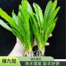 水草植物鱼缸造景大叶绿九冠水草阴性水培植物净化水质迷你小九冠商品图
