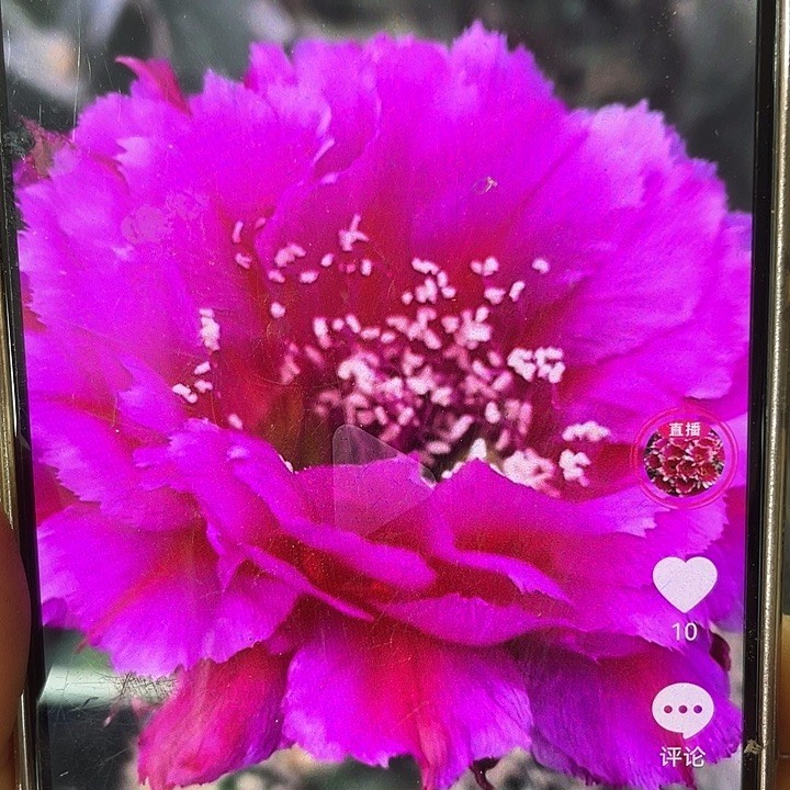 358 4+ 仙人球大侧芽满18包邮买三随机赠一商品图