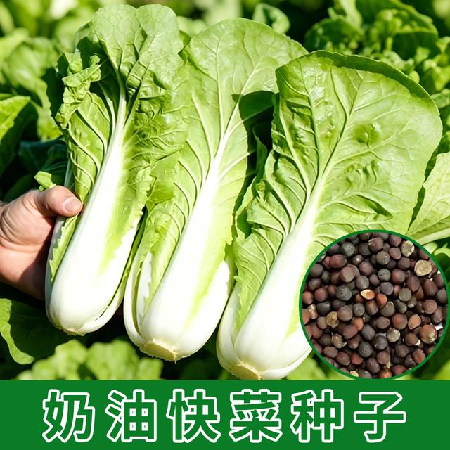 奶油快菜种子速生早熟小青菜种籽阳台家庭蔬菜种子大全商品图