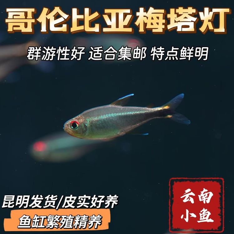 鱼缸繁殖精品哥伦比亚梅塔灯鱼品质好尺寸足适合各种缸体饲养集邮商品图