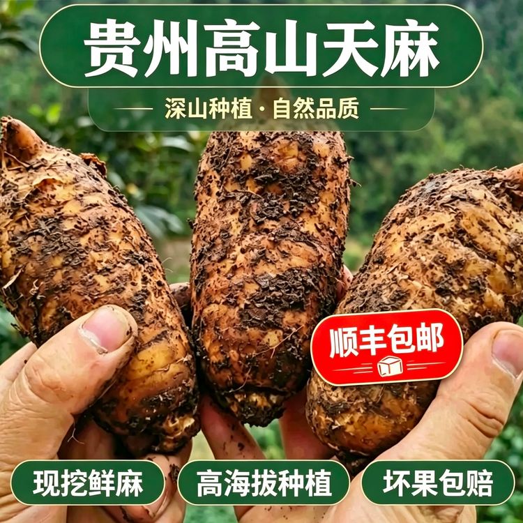 正宗贵州深山仿野生天麻煲汤炖鸡新鲜天麻（顺丰包邮）商品图