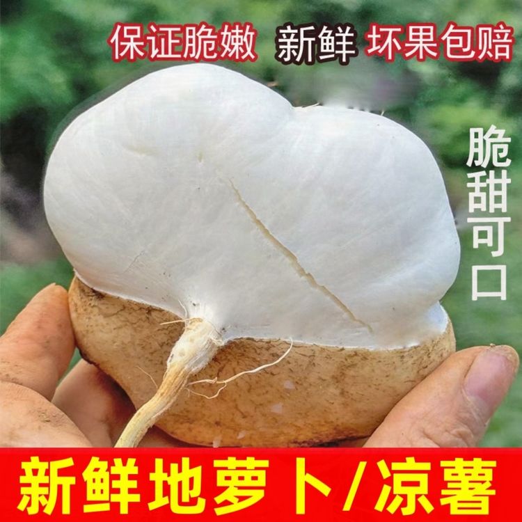 贵州新鲜凉薯白薯地萝卜沙葛当季水果豆薯雪莲果地瓜坏果烂果包赔商品图