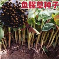 【鱼腥草种子】阳台花盆小院盆栽地栽家庭种植yc商品图