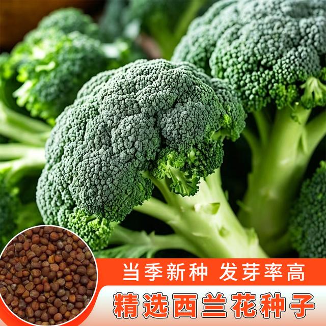 西兰花种籽西兰花种子苗曼陀绿青花菜种籽菜花籽蔬菜种子商品图