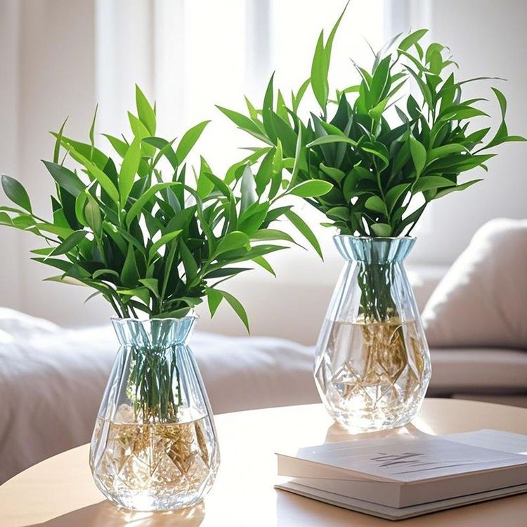 【水培新宠】竹柏水培植物室内客厅水养绿植花卉盆栽水培竹四季商品图