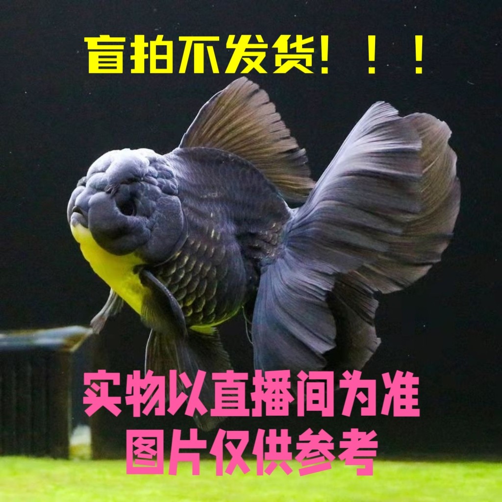 精品泰狮观赏鱼活体金鱼直播专用链接商品图