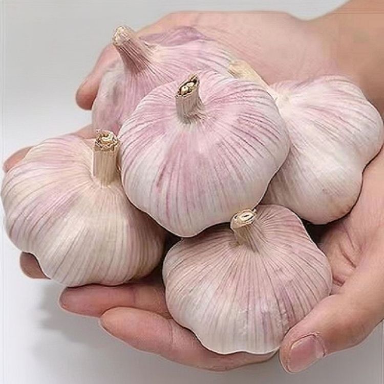 【干大蒜新紫白皮大蒜】紫白皮干蒜农家大蒜头干大蒜多瓣蒜商品图