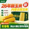灶小美内蒙古黄糯玉米粘玉米新鲜真空包装营养早餐粗粮粘苞谷商品图