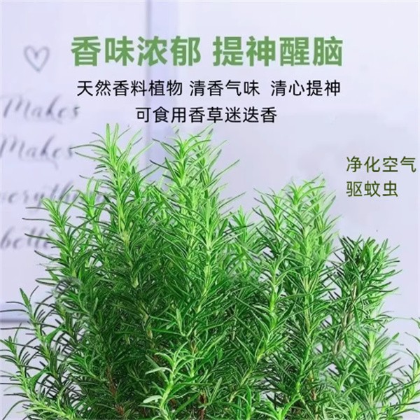 迷迭香绿植盆栽室内客厅阳台办公桌观叶摆放庭院种植可食用