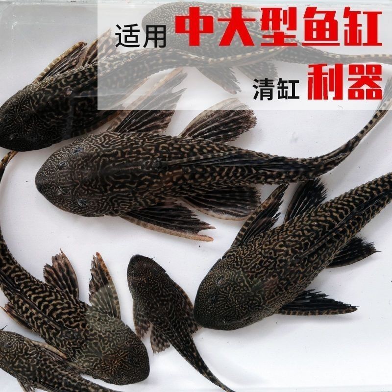 热带清道夫缸清洁工清洁鱼垃圾清道夫大型清理缸体藻类的工具鱼商品图