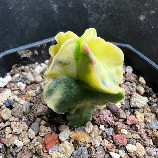 折边鸾凤玉锦实生防辐射仙人球迷你块根多肉植物室内好养绿植盆栽商品图