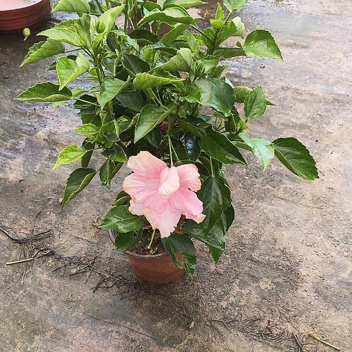 全部花苞枚粉变异，到家不换盆商品图