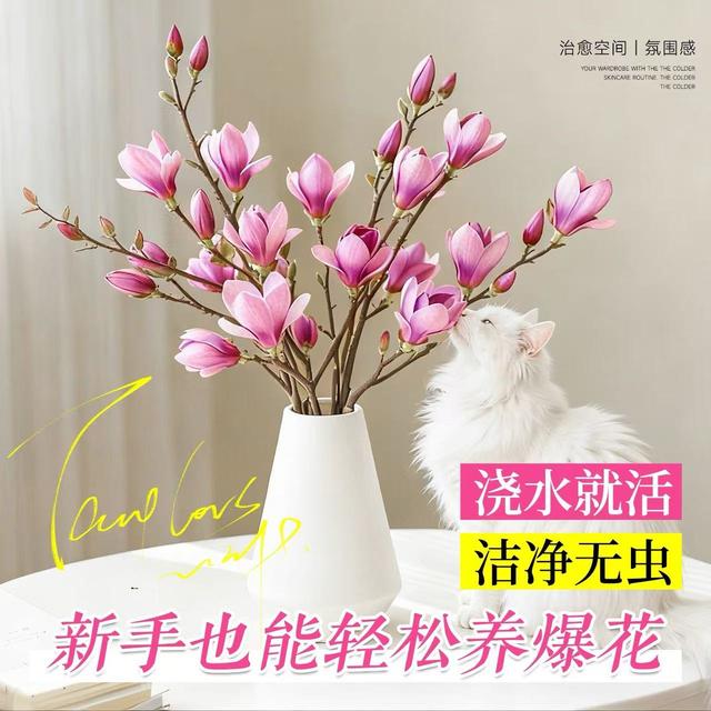 鲜切【带花苞发货】zz紫色玉兰水培绿植室内室外可种植好养2/5/10支商品图