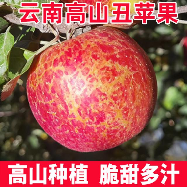 壮夫【2026年现摘】云南昭通高原丑苹果华硕新鲜水果新鲜苹果2/5斤商品图