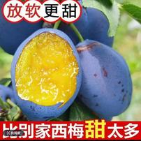 26年陕西现摘正宗蓝蜜西梅新鲜应季脆甜多汁孕妇可食用时令鲜果SH商品图