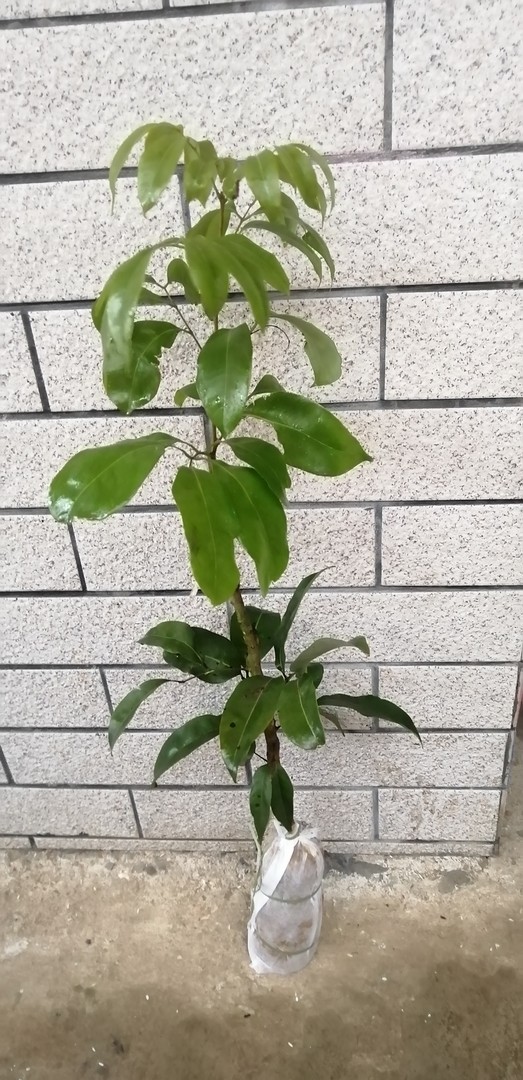 荔枝 苗 冰荔枝苗 新品种 带土球带叶盆栽地栽庭院南北方种植包邮商品图