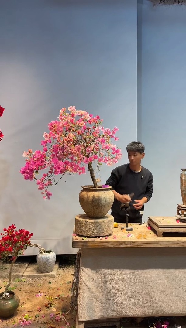 以实际为准三角梅81商品图