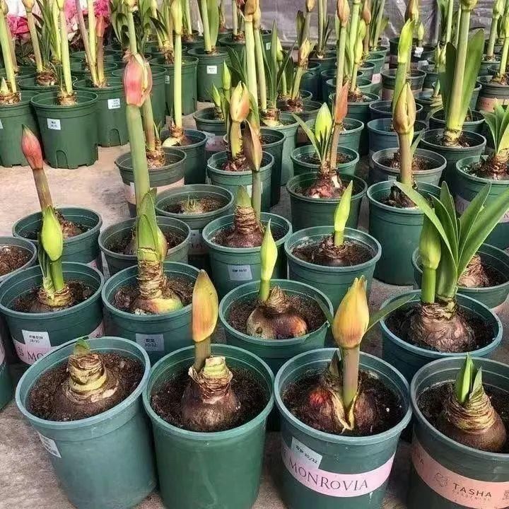  荷兰进口重瓣朱顶红种球室内阳台庭院盆栽观赏绿植栽种观花花卉商品图