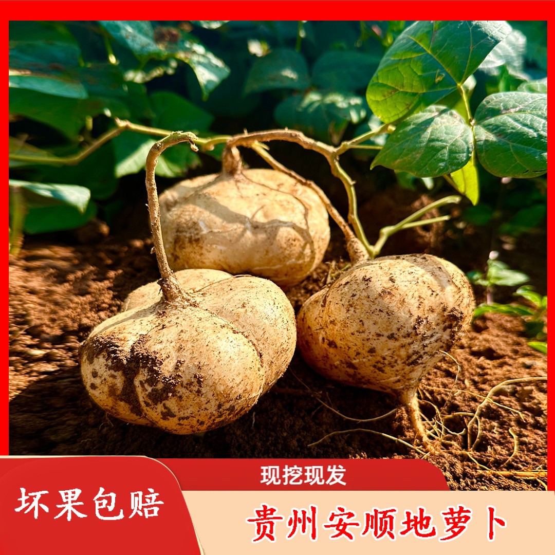 【贵州老品种地萝卜】新鲜现挖脆甜多汁当季水果凉薯坏果烂果包赔商品图