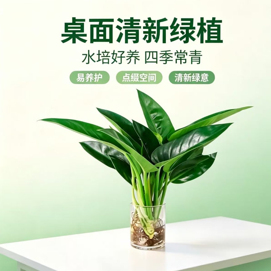 大叶金钻绿公主盆栽水培植物室内桌面四季水养好养绿植花卉美观商品图