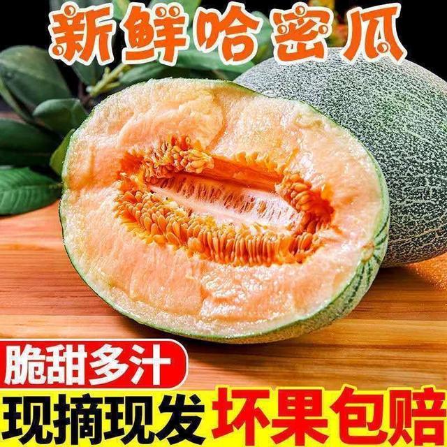 10斤哈密瓜甘肃民勤脆甜多汁现摘现发西州蜜25号水果包邮脆甜商品图