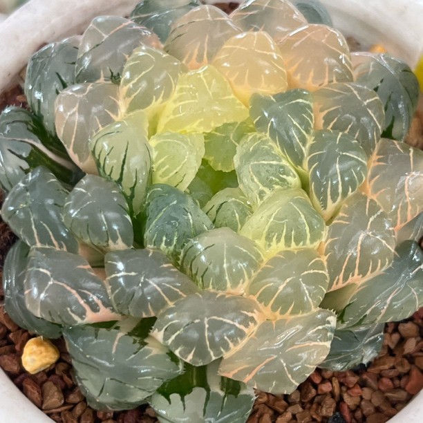 《500湖斑湖水玉露锦》多肉植物一物一拍带盘发货商品图