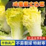 鸡蛋黄白菜种子耐热黄心白菜种籽秋鸭蛋黄包心大白菜种孑商品图