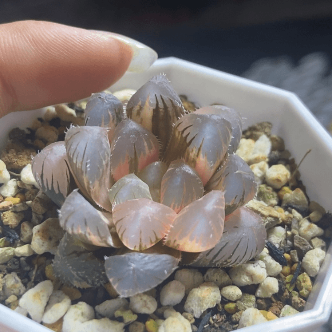 极上斑北极星锦一物一拍商品图