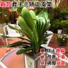 1 君子兰专用矫正花架定型矫正固定防长偏调整叶子间距夹子花杆子商品图