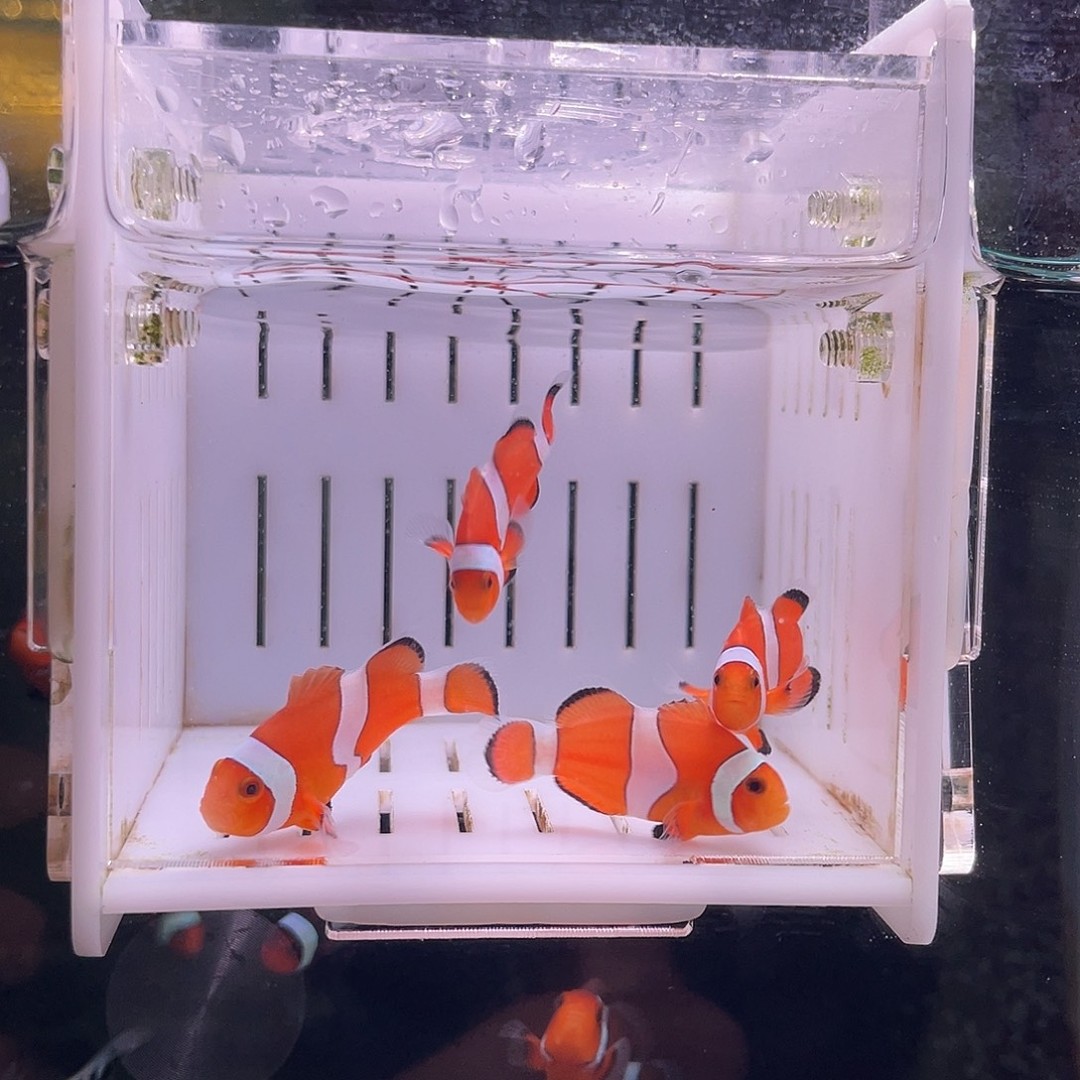 公热带海域3公分4条3-3.5公分精品黑边公子商品图
