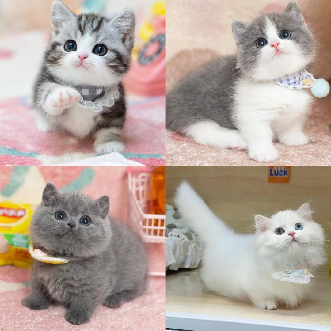 活体宠物猫咪专用链接礼晓商品图