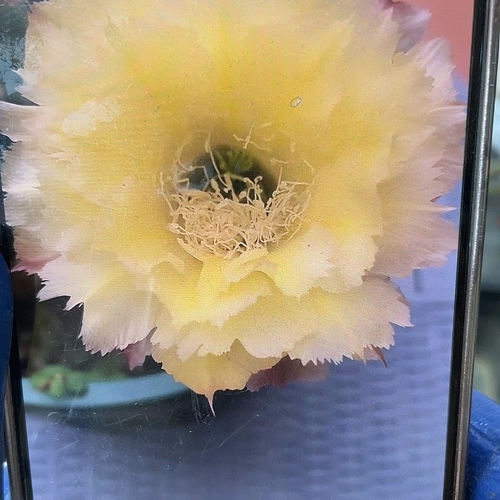 梨花落5+大侧芽满18包邮买三单随机赠一商品图