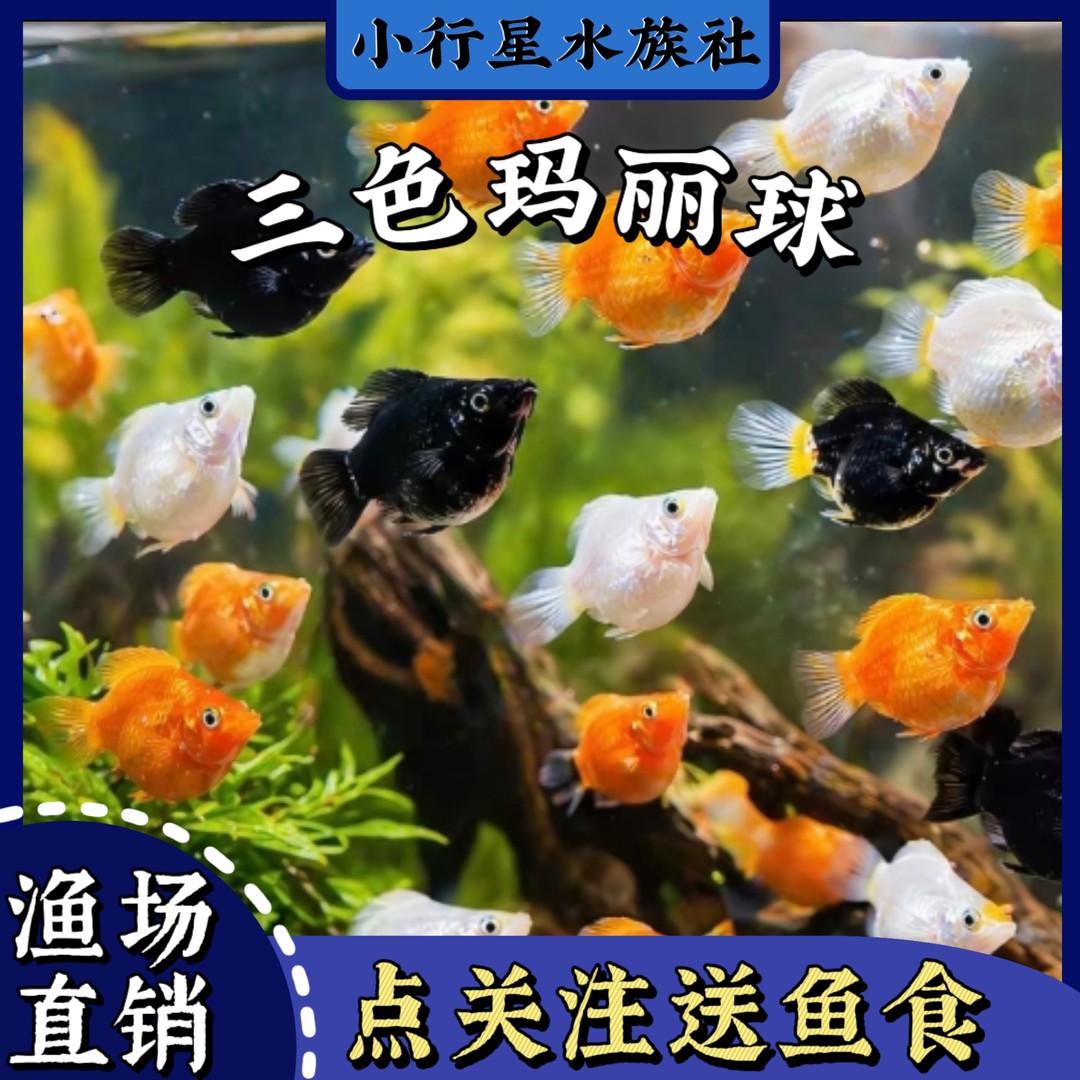 三色玛丽球鱼小型热带胎生观赏鱼好养耐活新手宠物淡水商品图