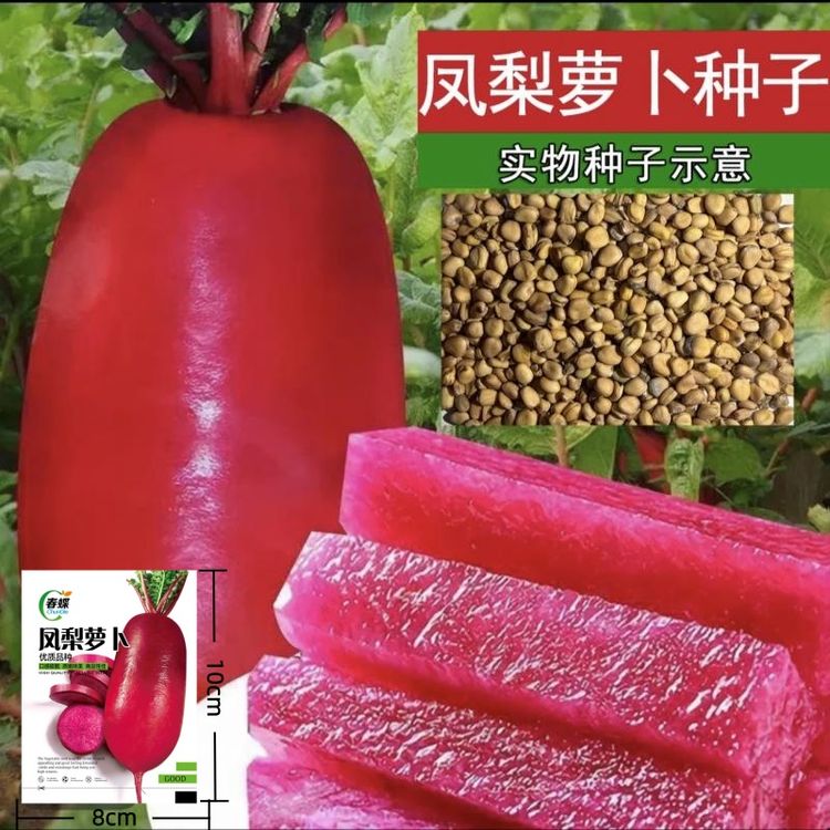 【H凤梨水果萝卜种子】凤梨萝卜红皮红肉种籽农家蔬菜种子商品图