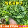 【全店满5包送一包】【豌豆苗种子】豌豆尖种子蔬菜种子商品图