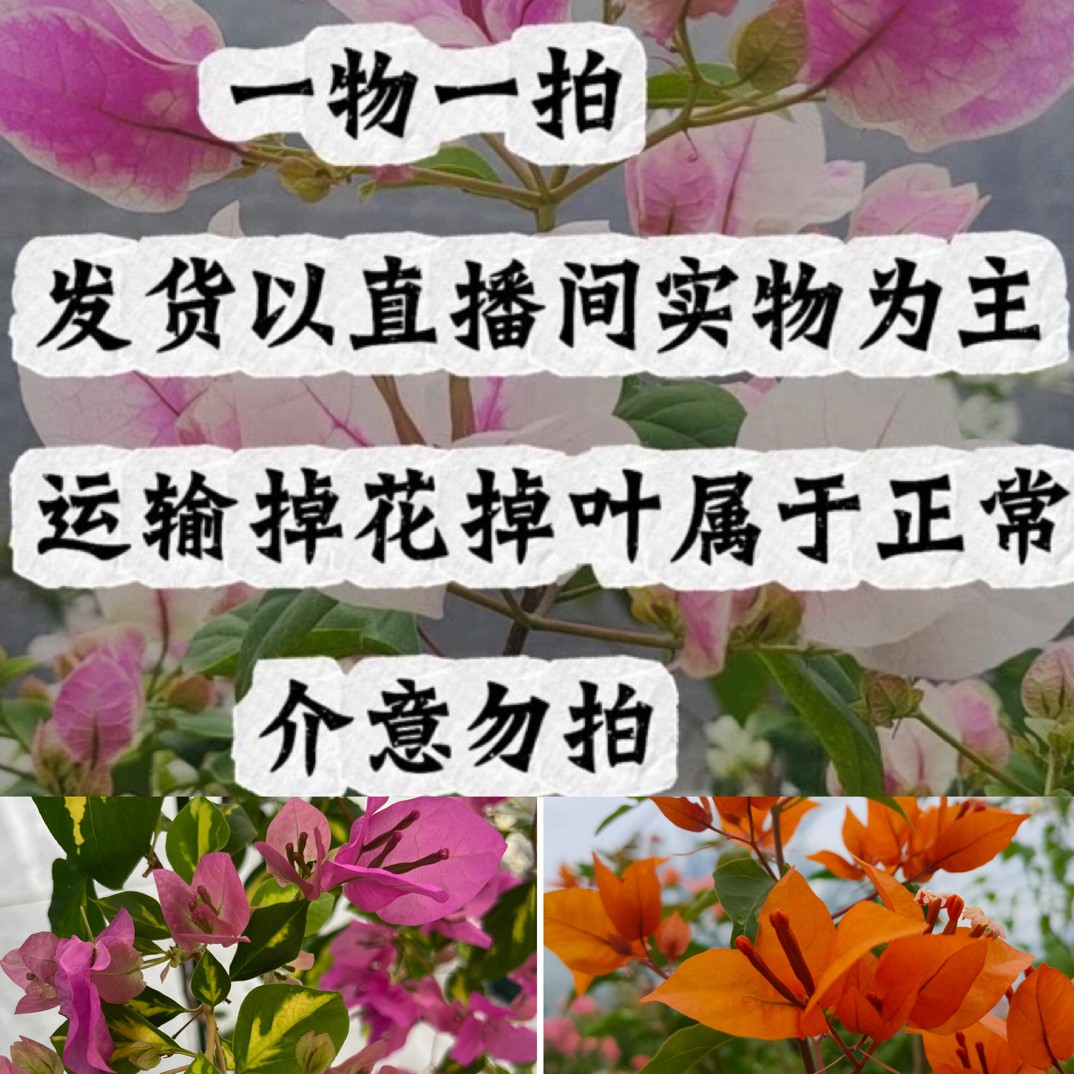 一物一拍108综合链接三角梅原盆原土发货直播间选商品图