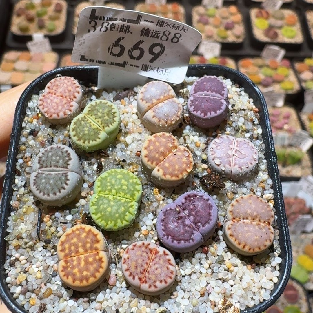 Ssss精品生石花669商品图